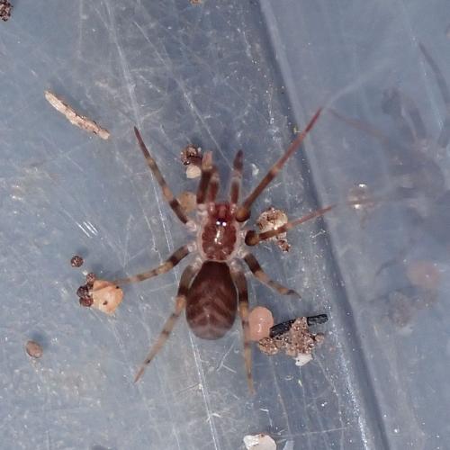 Prithinae